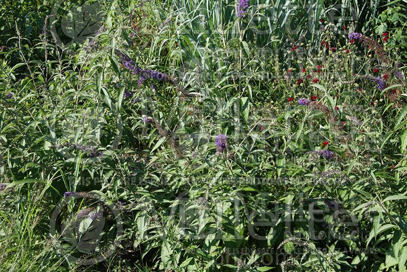 Buddleja aka buddleja Adonis Blue (Butterfly Bush) 1