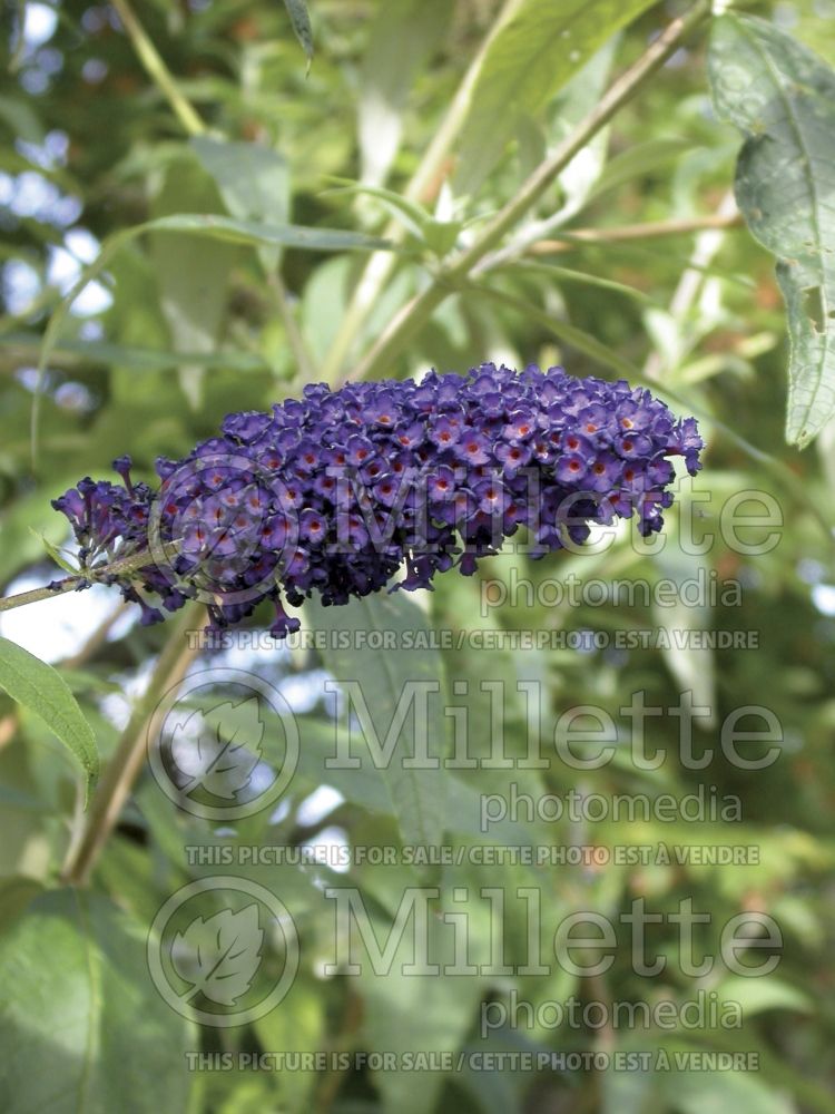 Buddleja Black Knight (Butterfly Bush) 1