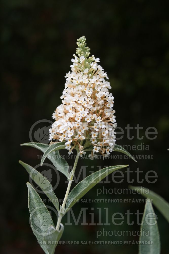 Buddleia or Buddleja Buzz Ivory (Butterfly Bush) 1