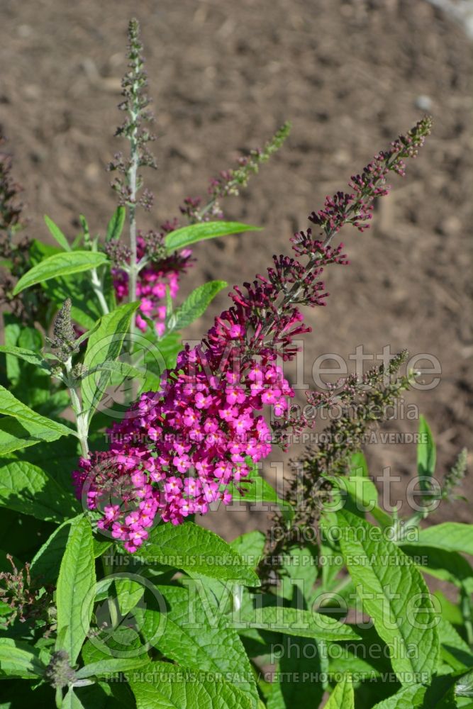 Buddleja CranRazz or Boscranz (Butterfly Bush) 1 