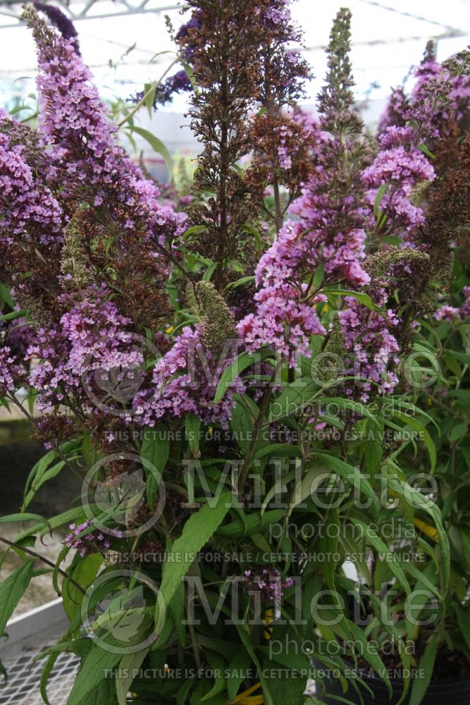 Buddleia aka Buddleja Peacock (Butterfly Bush) 2 