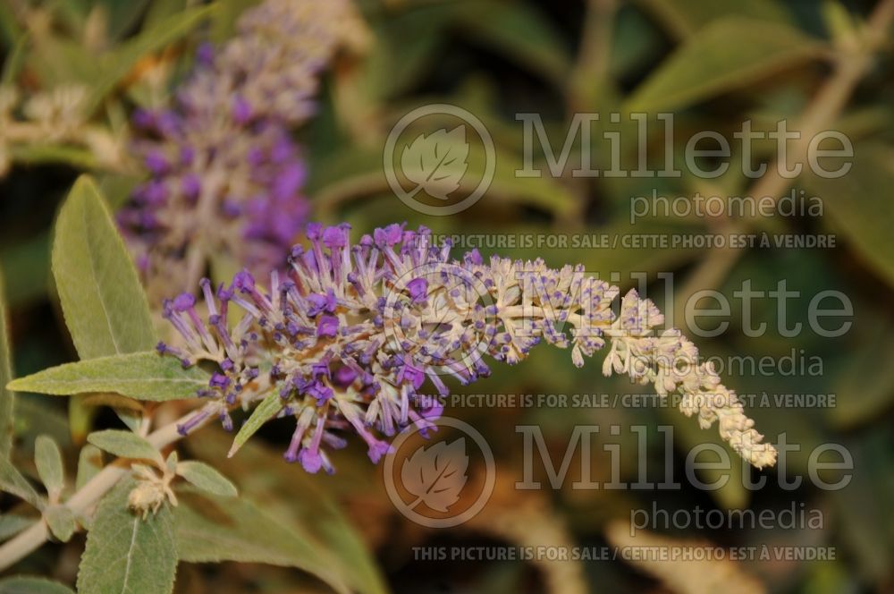 Buddleia aka Buddleja Purple Haze (Butterfly Bush) 1 