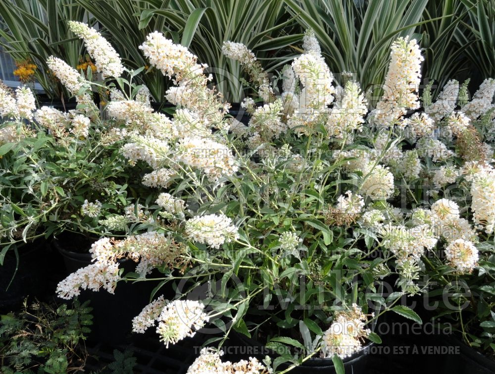 Buddleia White Profusion (Butterfly Bush) 4 