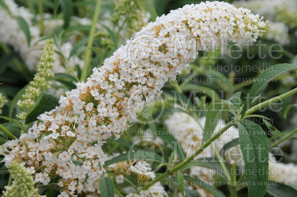 Buddleia White Profusion (Butterfly Bush) 2 