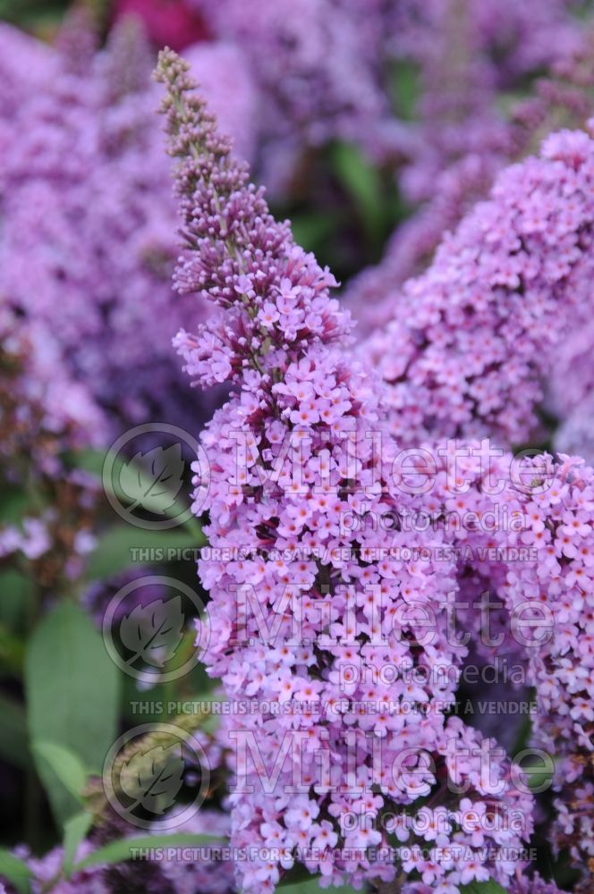 Buddleia aka Buddleja Peacock (Butterfly Bush) 3 )  