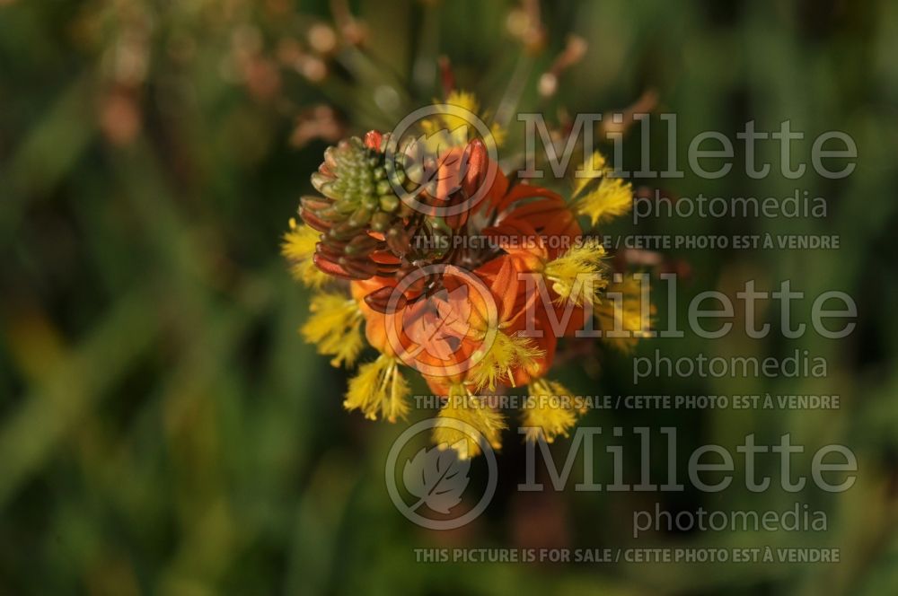 Bulbine Hallmark (Snake flower, cat's tail) 1 