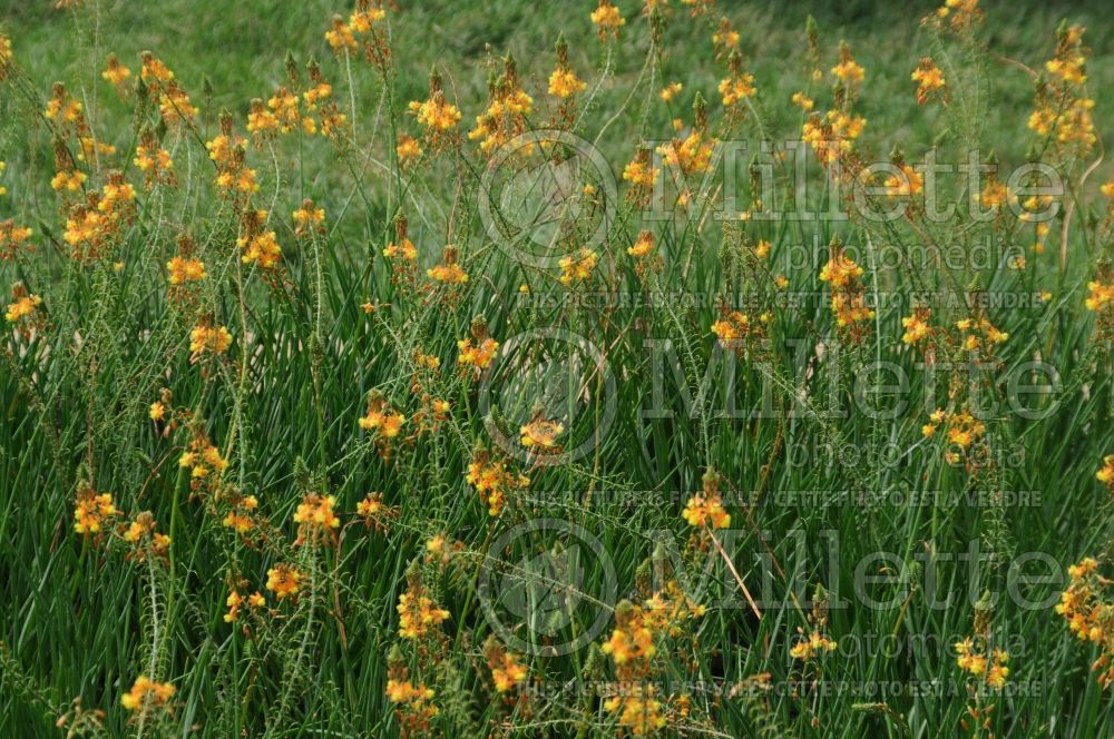 Bulbine Athena Compact Orange (Snake flower, cat's tail) 1 