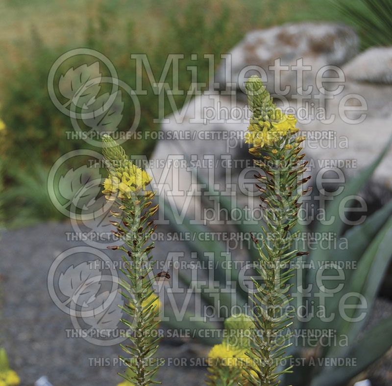 Bulbine frutescens (Snake flower, cat's tail) 4 