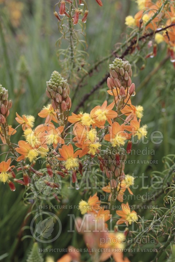 Bulbine frutescens (Snake flower, cat's tail) 2 