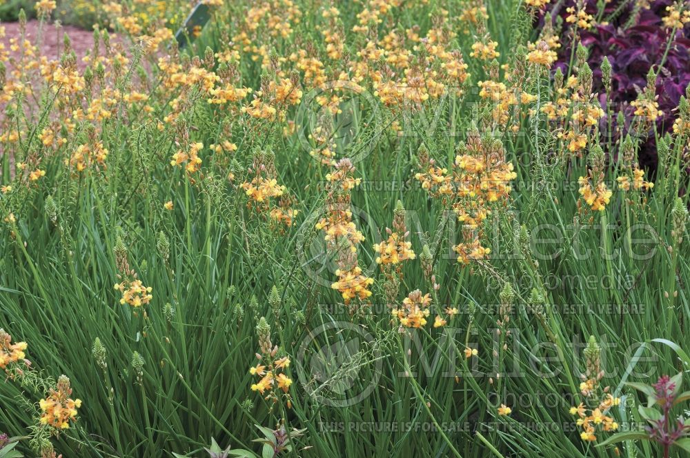 Bulbine frutescens (Snake flower, cat's tail) 3 