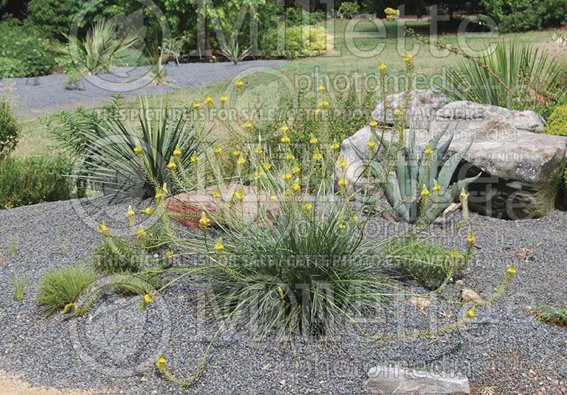 Bulbine frutescens (Snake flower, cat's tail) 5 