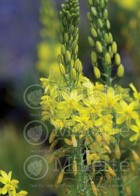 Bulbine frutescens (Snake flower, cat's tail) 1 