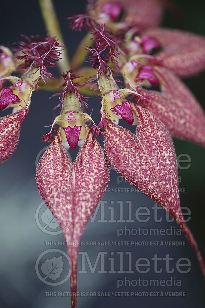 Bulbophyllum Red Chimney (Orchid) 1 