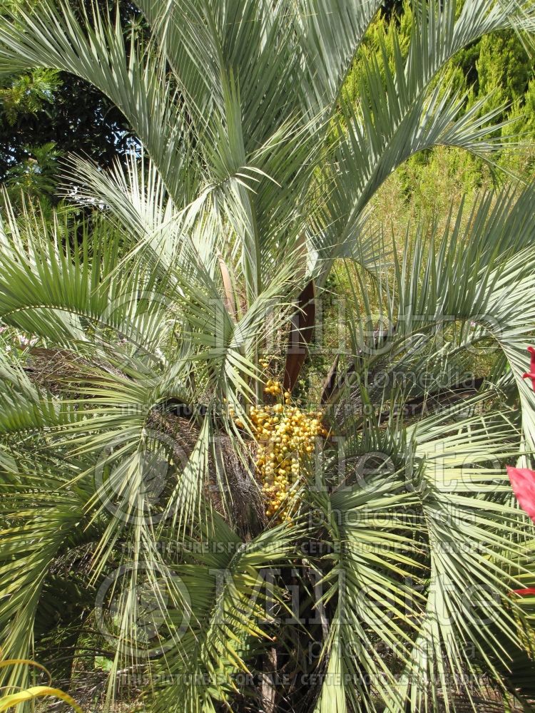 Butia capitata (jelly palm) 2 