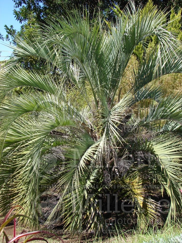 Butia capitata (jelly palm) 4 