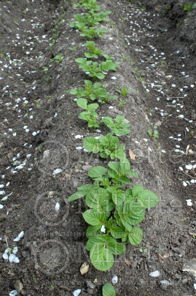 Earthing up potatoes - garden works (Solanum tuberosum) 1 