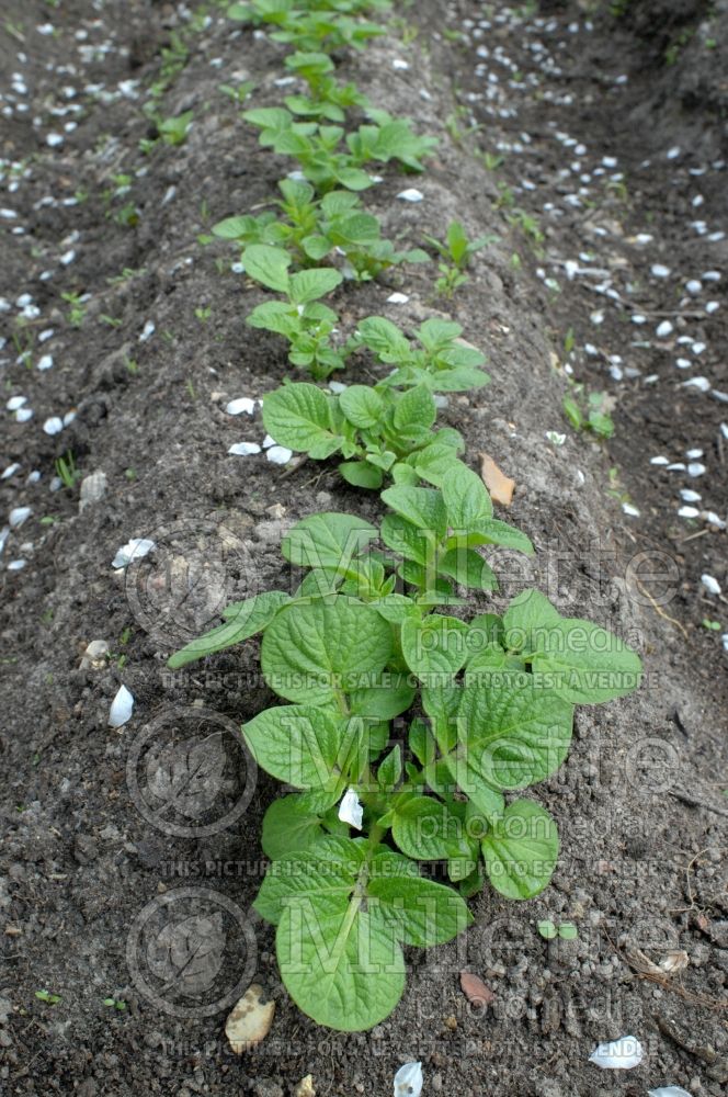 Earthing up potatoes - garden works (Solanum tuberosum) 2