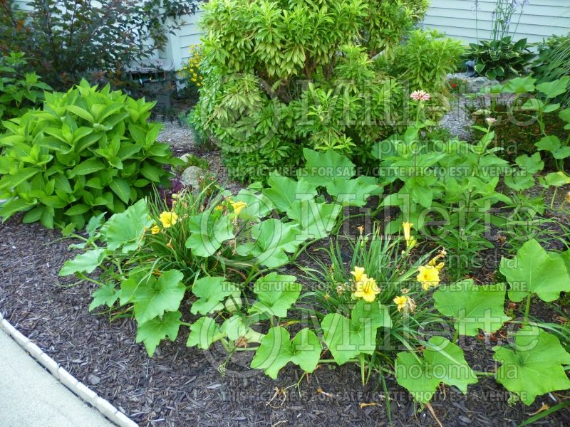 Butternut squash interplanted with Stella d'Oro daylilies, zinnias, and shrubs 1