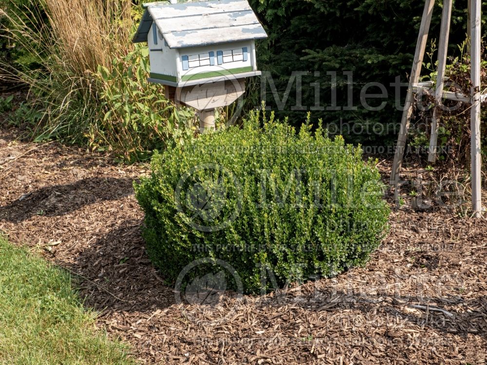 Buxus Little Missy (Boxwood) 2