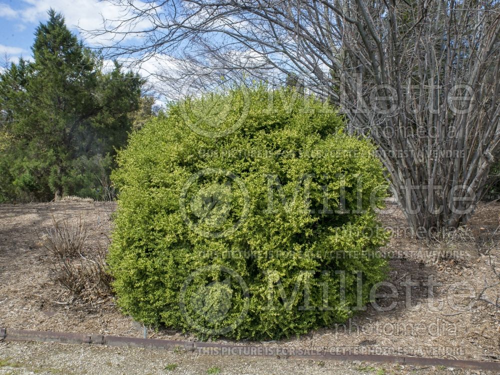 Buxus Wintergreen (Boxwood - buis) 10 