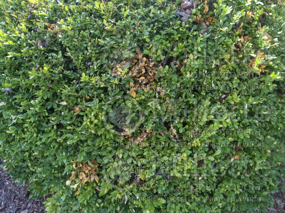 Buxus with Boxwood blight (Boxwood) 1