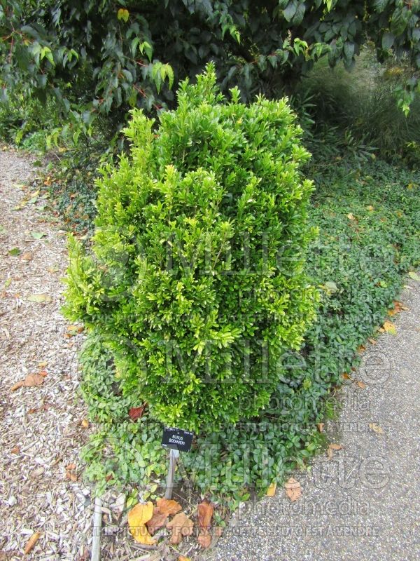 Buxus bodinieri (Boxwood) 1 