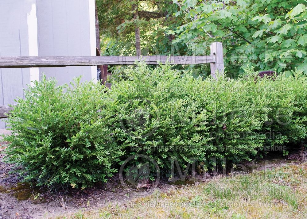 Buxus sempervirens – Box hedge 6