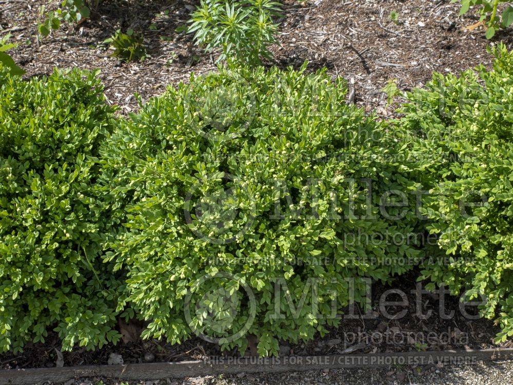 Buxus Chicagoland Green (Boxwood) 6 