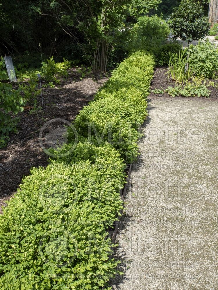 Buxus Chicagoland Green (Boxwood) 7