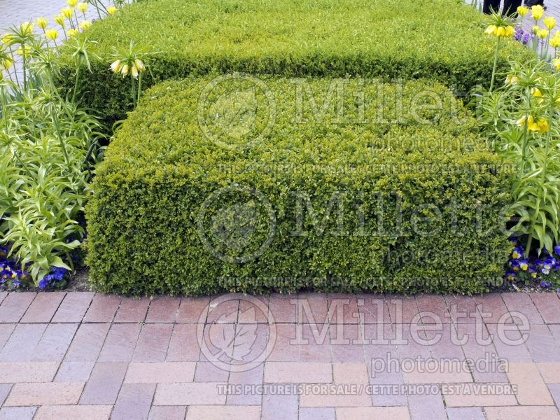 Buxus Chicagoland Green (Boxwood) 1 