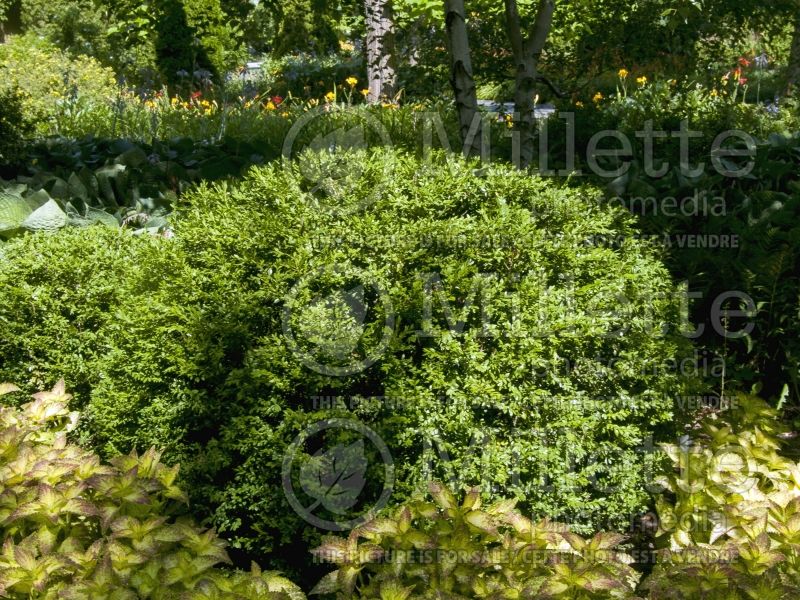 Buxus Chicagoland Green (Boxwood) 3 