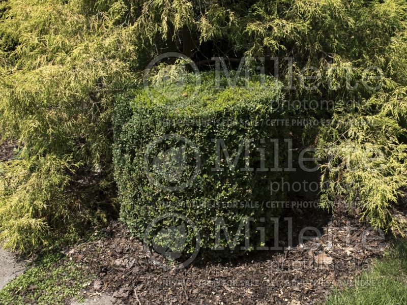 Buxus Chicagoland Green (Boxwood) 4 