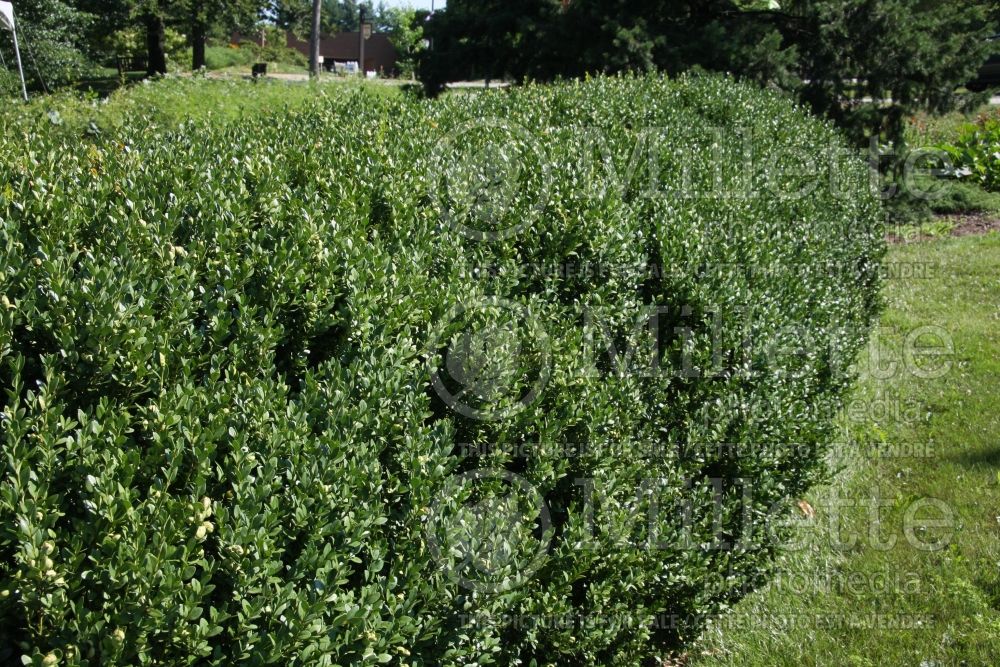 Buxus Green Mountain - hedge (Boxwood) 3 