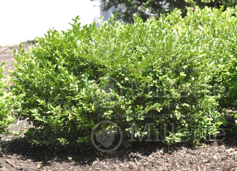 Buxus Green Velvet (Boxwood) 1 