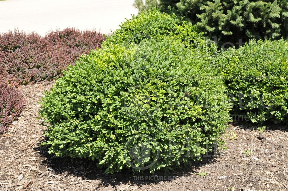 Buxus Green Velvet (Boxwood) 6 