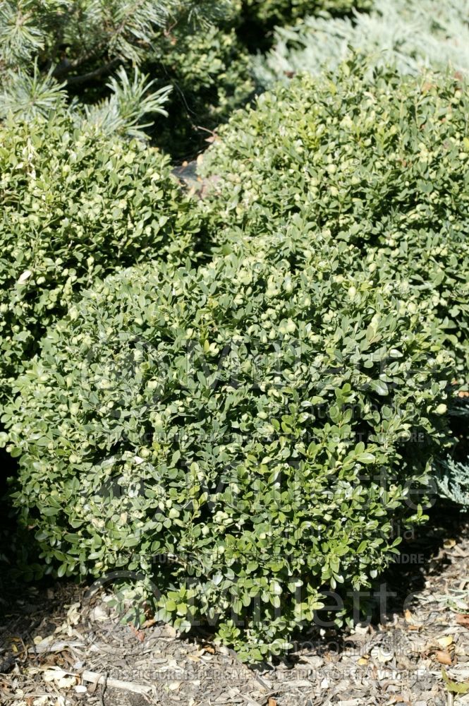 Buxus Green Velvet (Boxwood) 8 