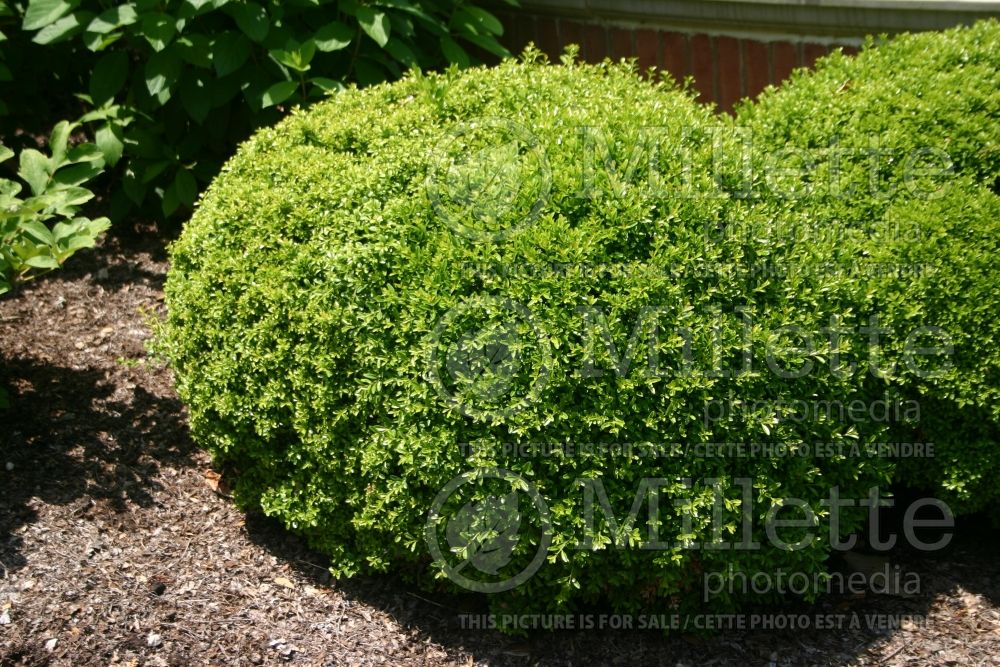 Buxus Compacta (Boxwood) 1 