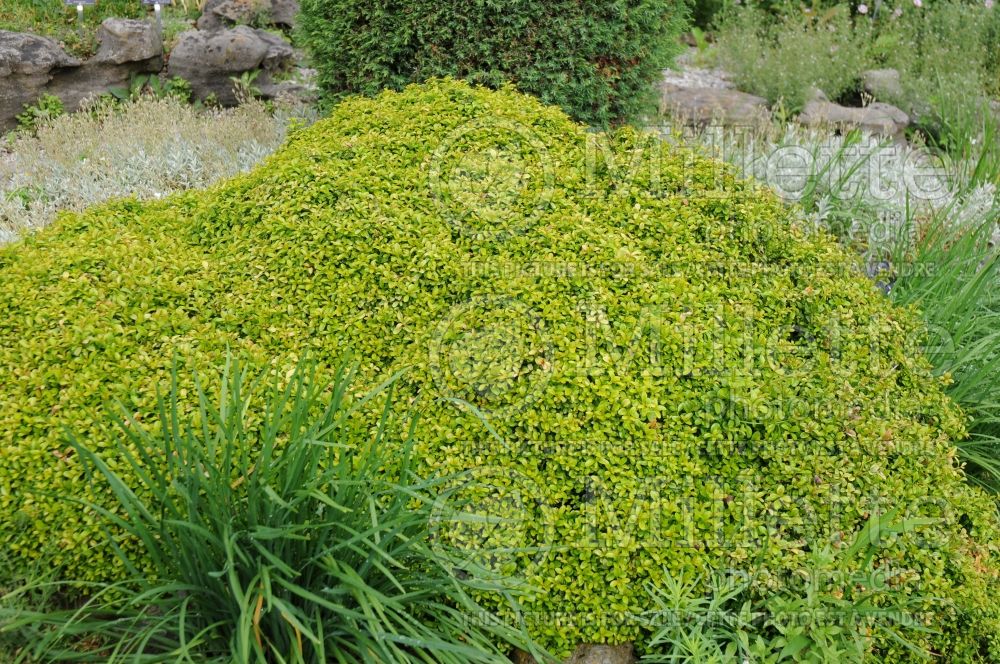 Buxus Compacta (Boxwood) 2 