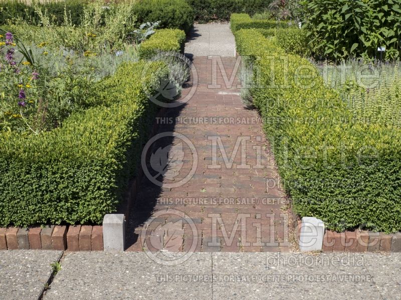 Buxus Green Gem (Boxwood) 4 