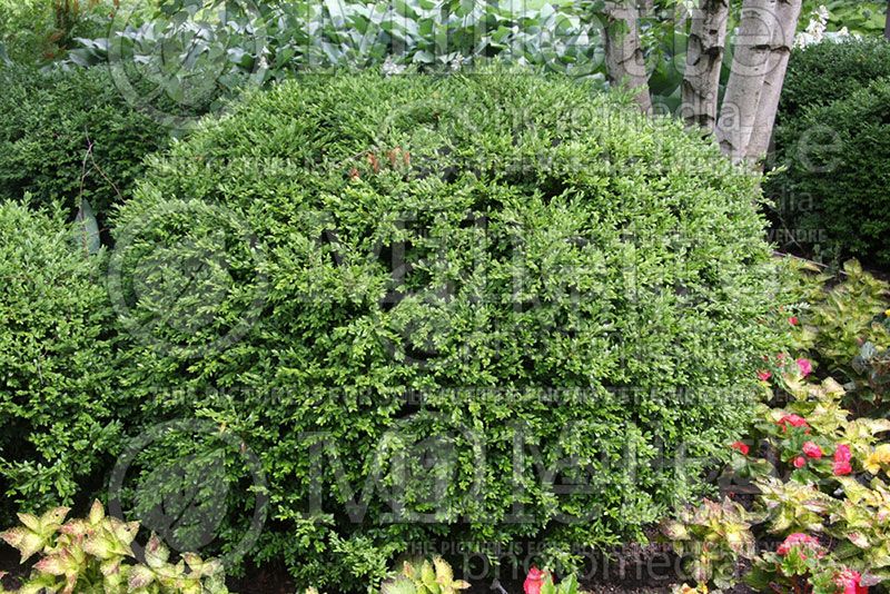 Buxus Green Gem (Boxwood) 2