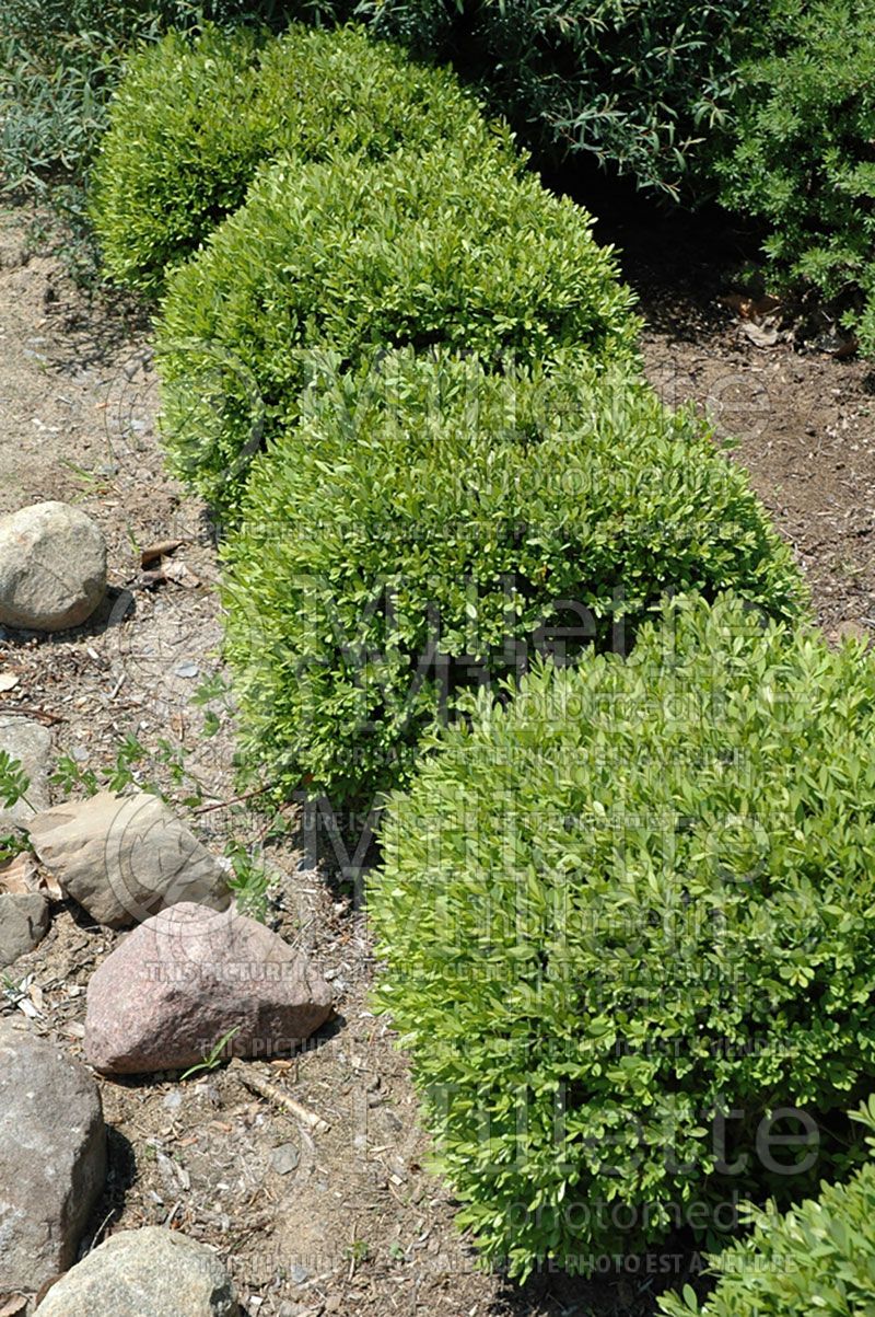 Buxus Green Gem (Boxwood) 1