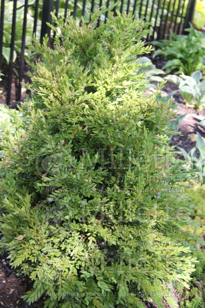 Buxus Green Gem (Boxwood) 5 