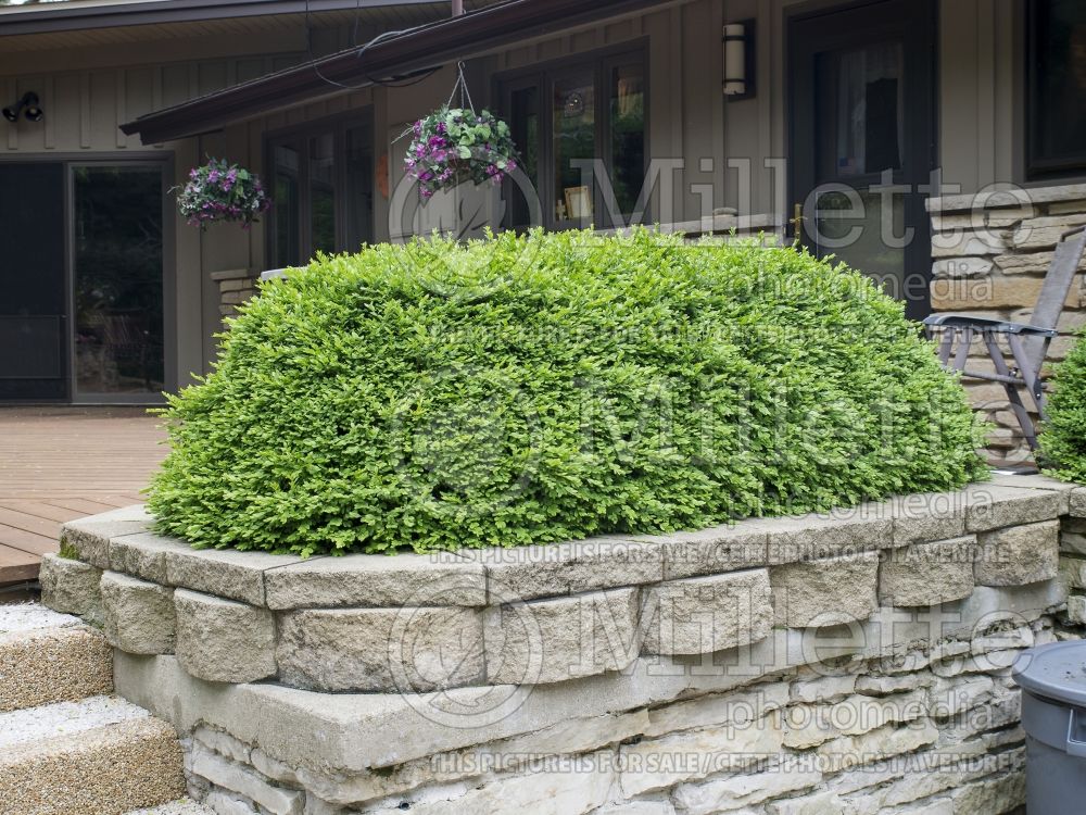 Buxus Green Velvet (Boxwood) 13 