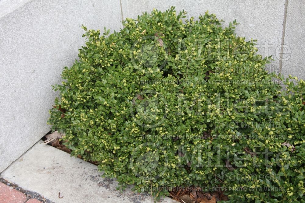 Buxus Green Velvet (Boxwood) 5 