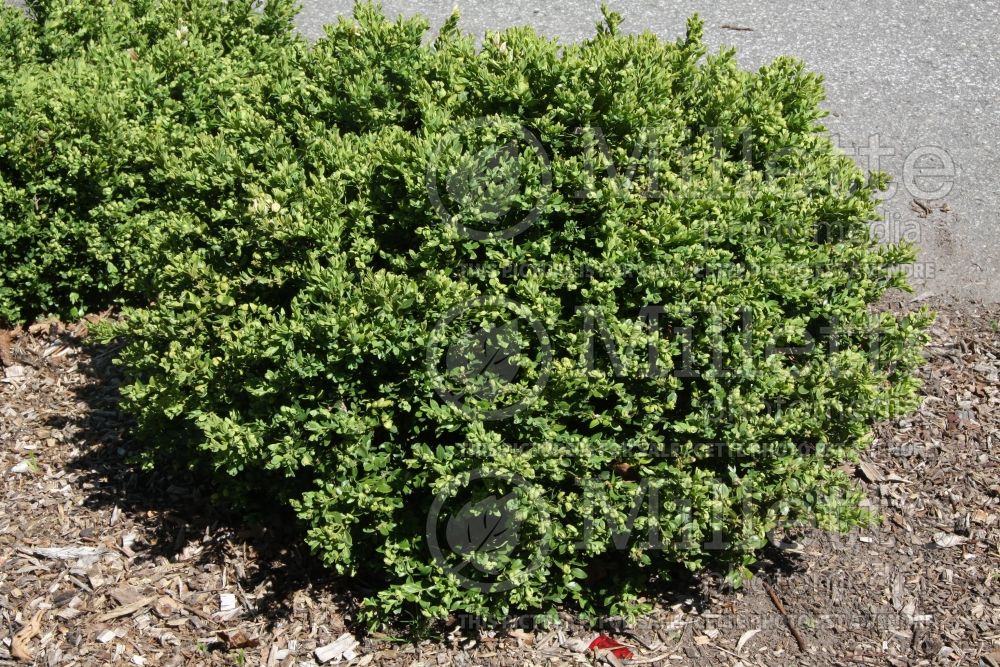 Buxus Green Velvet (Boxwood) 4 