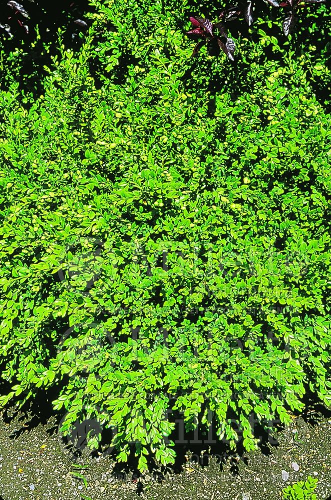 Buxus Green Velvet (Boxwood) 10 