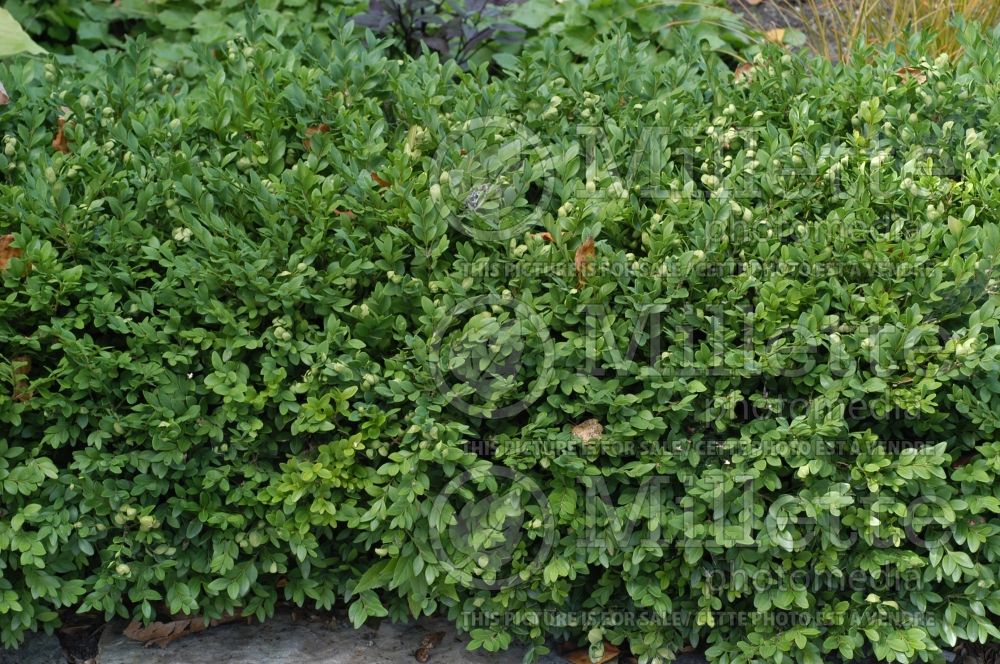 Buxus Green Velvet (Boxwood) 11 