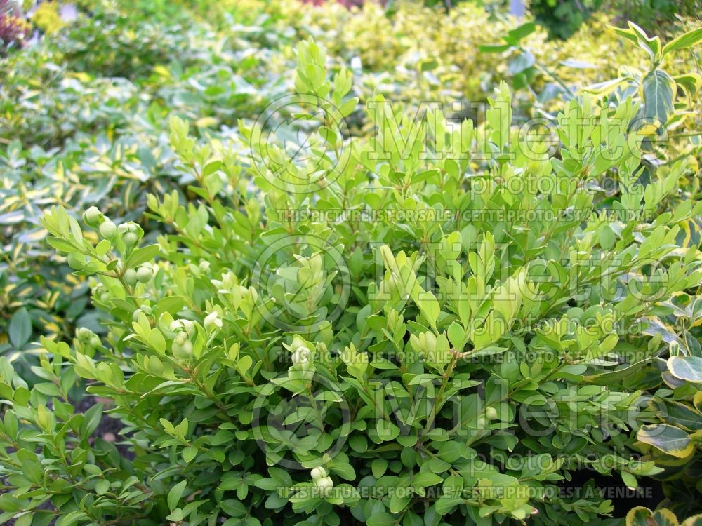 Buxus Green Velvet (Boxwood) 7 