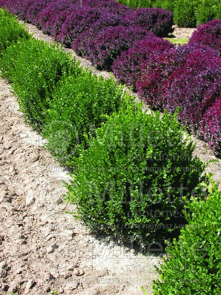 Buxus Green Velvet (Boxwood) 16 