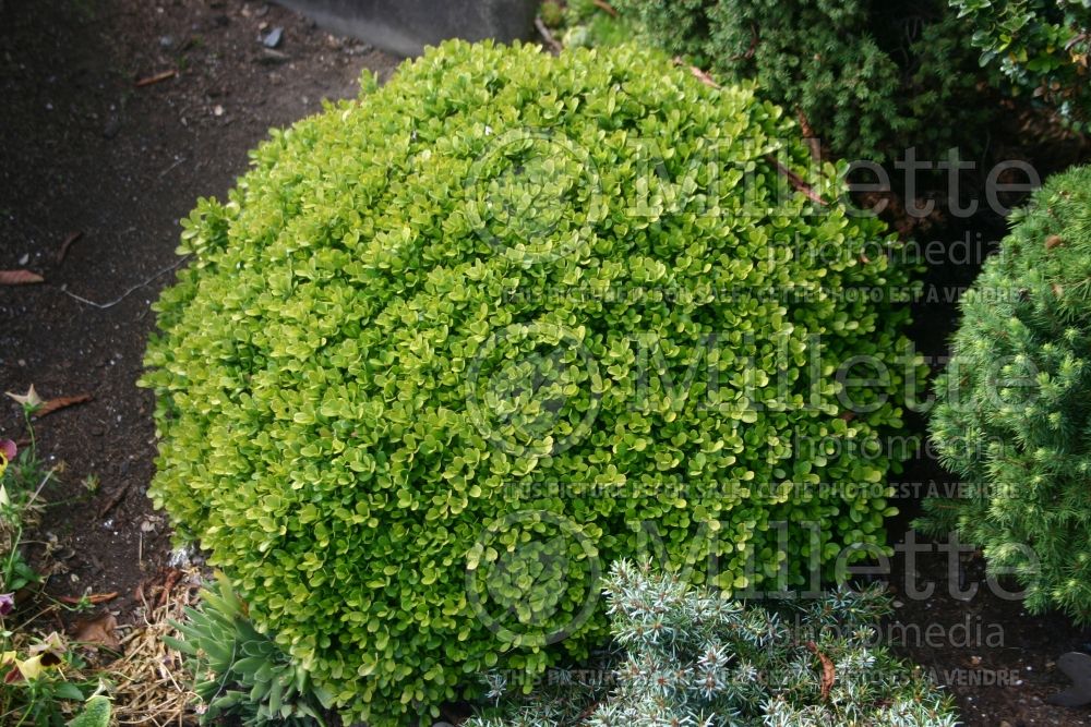 Buxus Morris Midget (Boxwood) 